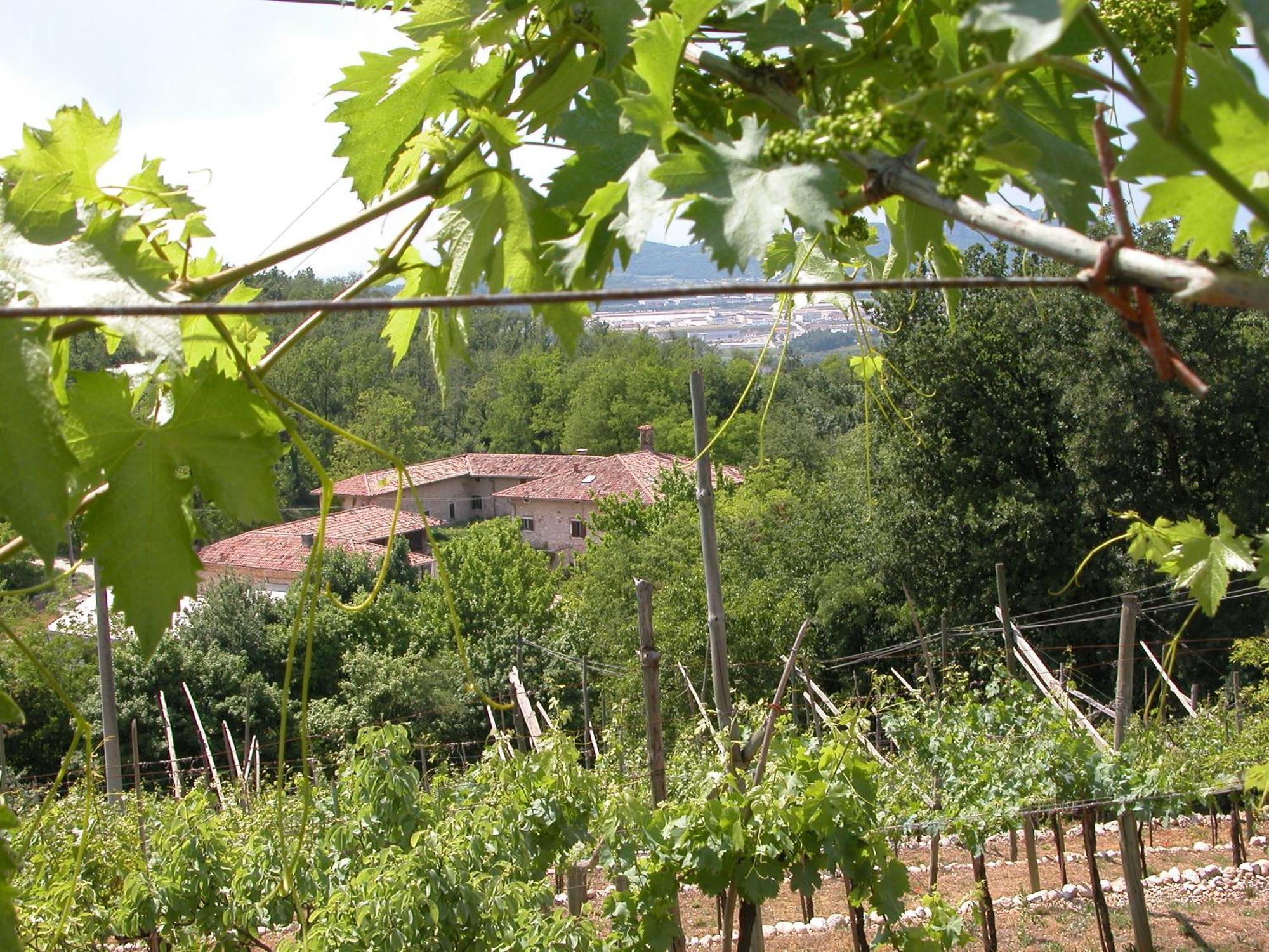Agriturismo Ca' Verde Сант-Амброджо-ди-Вальполичелла Экстерьер фото